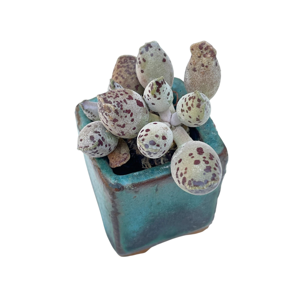Adromischus Cooperi