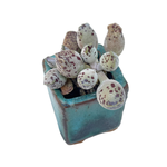 Adromischus Cooperi