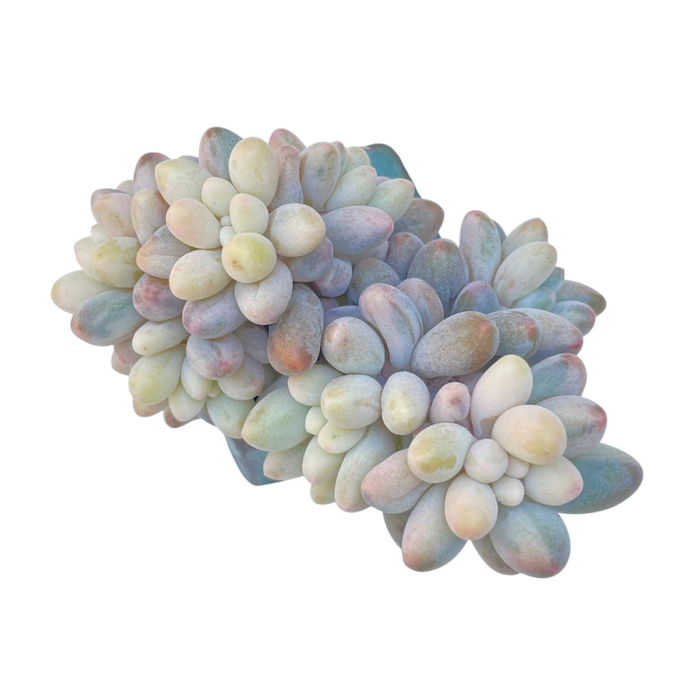 Pachyphytum Machucae, Variegated Cluster