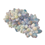 Pachyphytum Machucae, Variegated Cluster