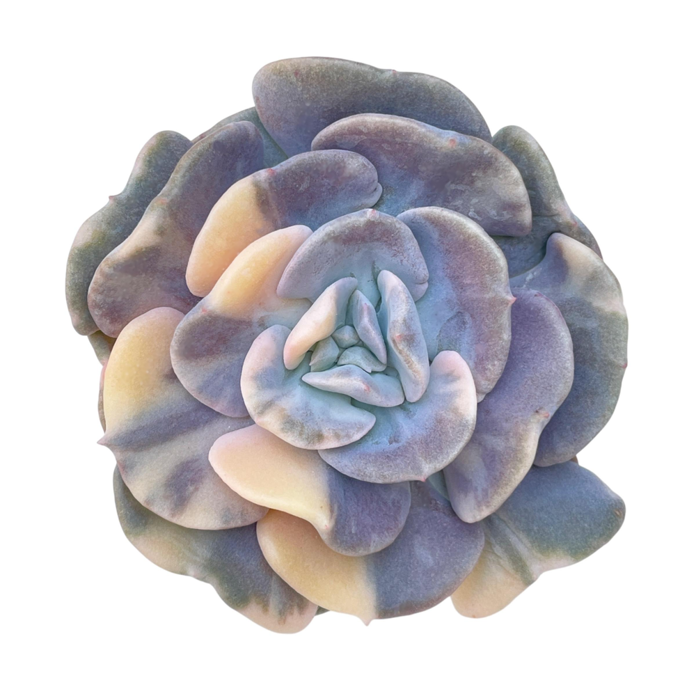 Echeveria Cubic Frost, Variegata