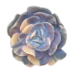 Echeveria Cubic Frost, Variegata