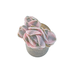 Unicorn! Crassula Pagoda Hybrid, Variegated (Small, but Perfect)