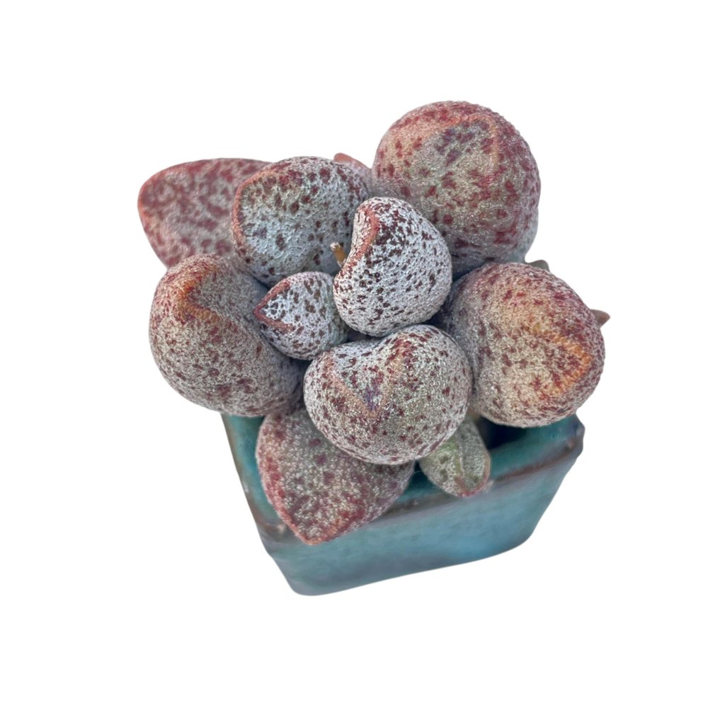 Adromischus Coffee Beans
