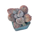 Adromischus Coffee Beans