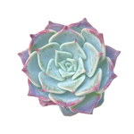 Echeveria Fairy Queen