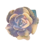 Echeveria Cubic Frost, Variegata