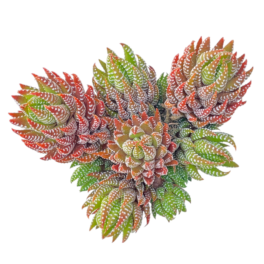Haworthiopsis Coarctata, Large Cluster