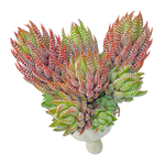 Haworthiopsis Coarctata, Large Cluster