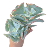 Cotyledon Undulata f. Variegata (Massive Specimen)