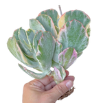 Cotyledon Undulata f. Variegata (Massive Specimen)