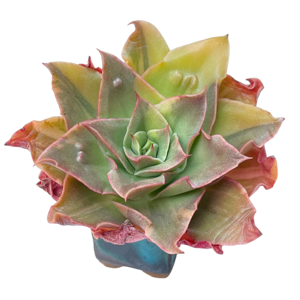 SALE! Echeveria Dolgigosaonggeum