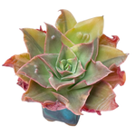 SALE! Echeveria Dolgigosaonggeum