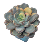 SALE! Graptoveria Amethorum Variegata