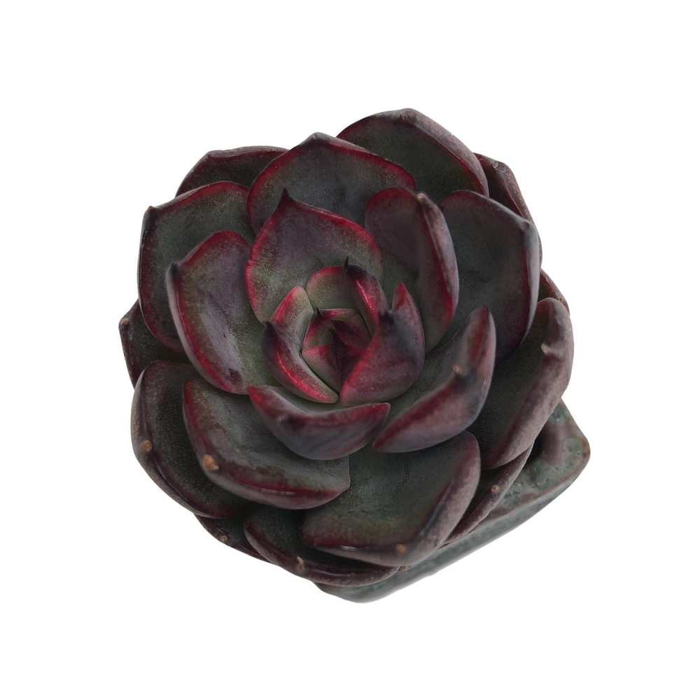 Echeveria Black Eyes