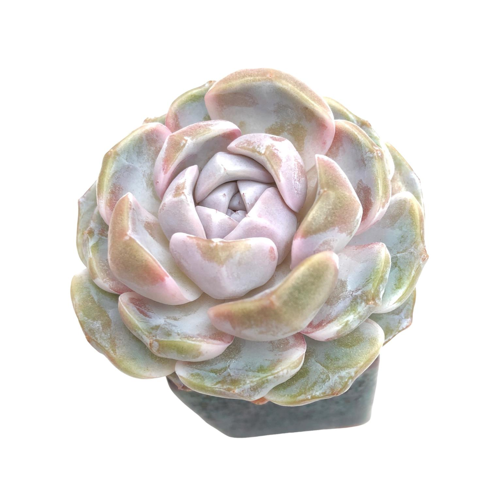 Echeveria Tynie Berger