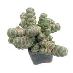 Crassula Barklyi, Medium Cluster