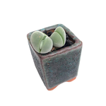 Gibbaeum Album