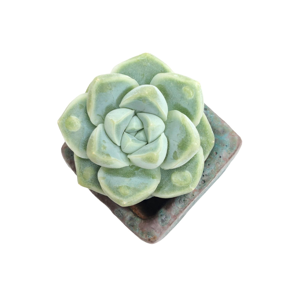 Echeveria Dodori