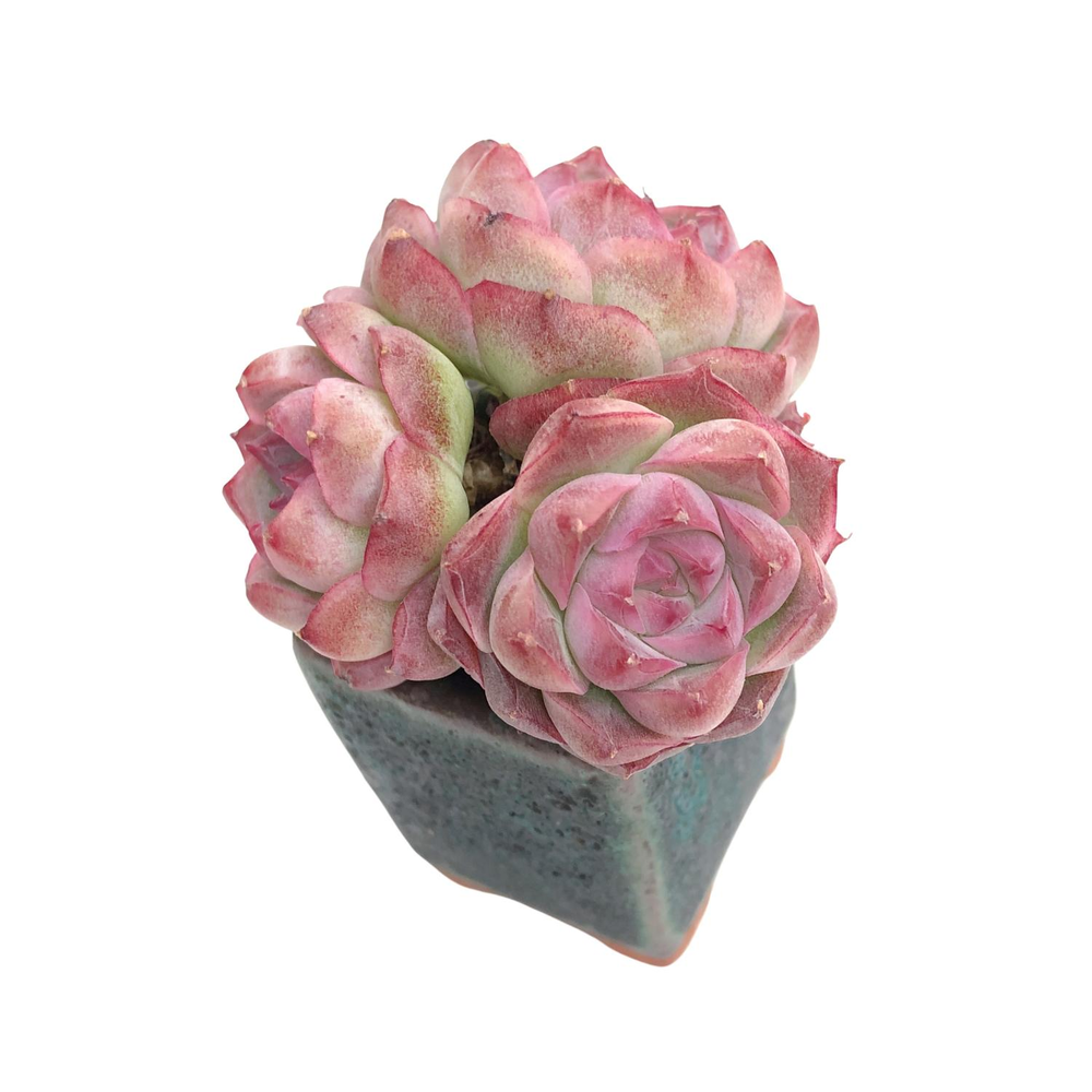 Echeveria Pink Shadow, Triple