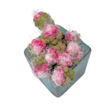 Anacampseros Crinita, Loose Cluster