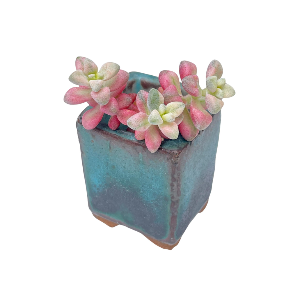 SALE! Crassula Deltoidea, Variegata, Tiny Triple
