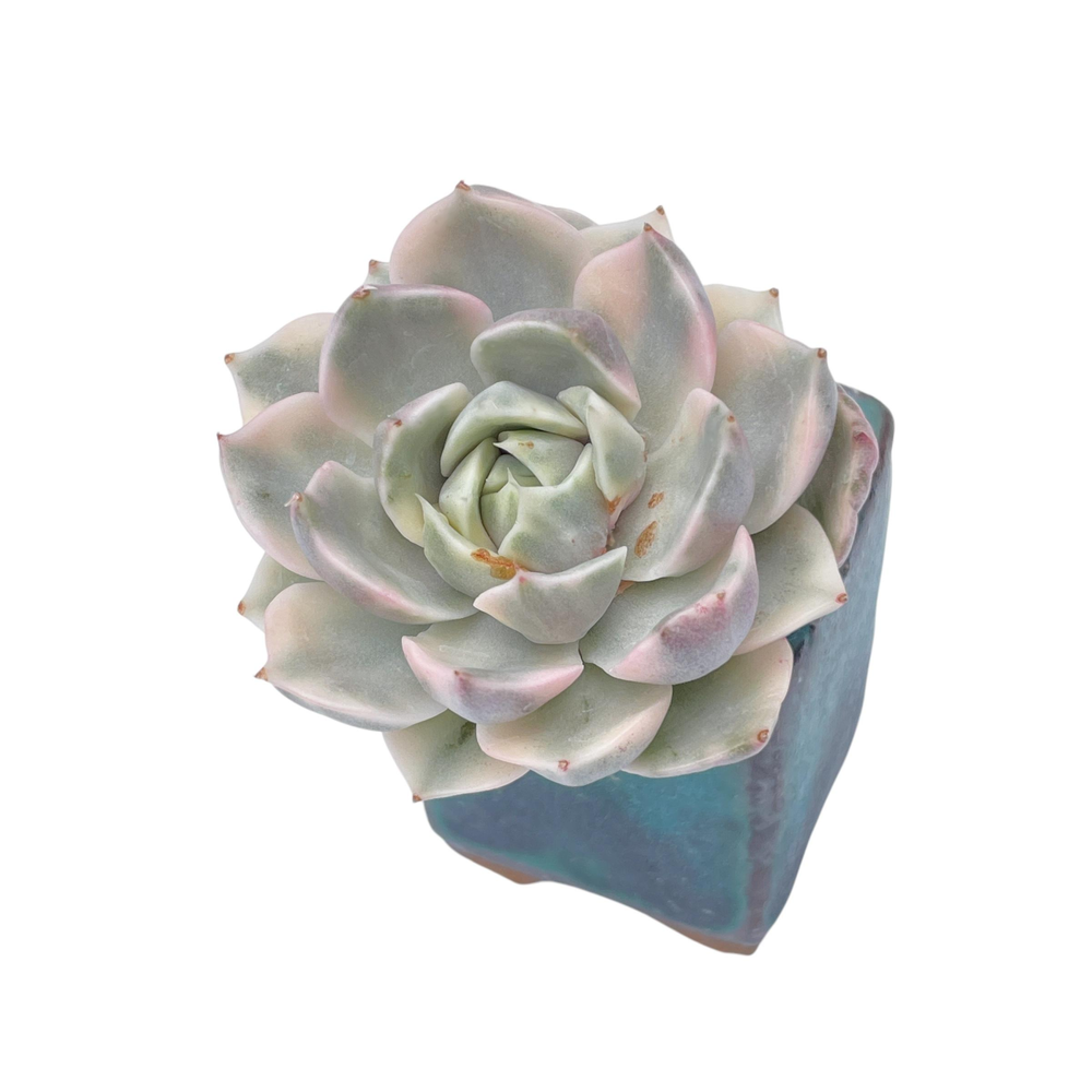 SALE! Echeveria Rose Roma, Variegata