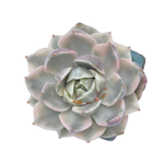 SALE! Echeveria Rose Roma, Variegata