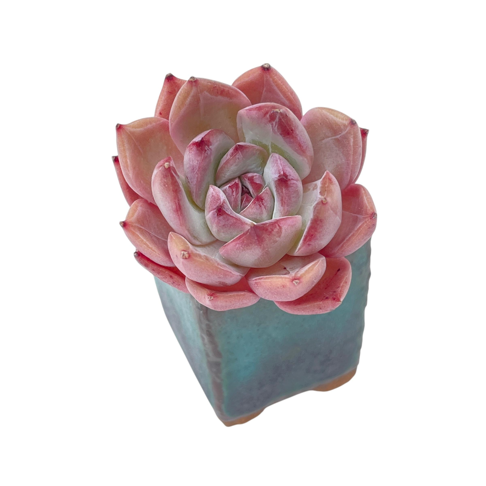 SALE! Echeveria Unknown