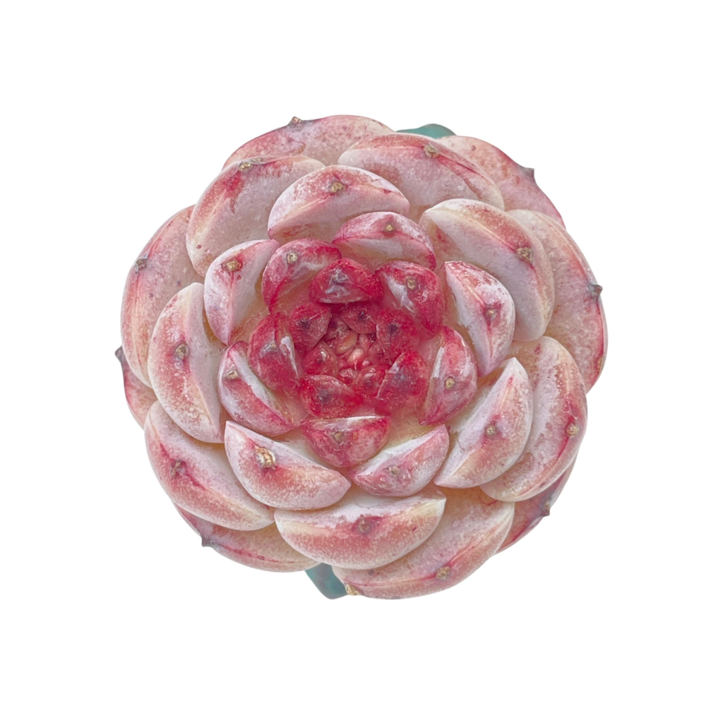 SALE! Echeveria Red Hill
