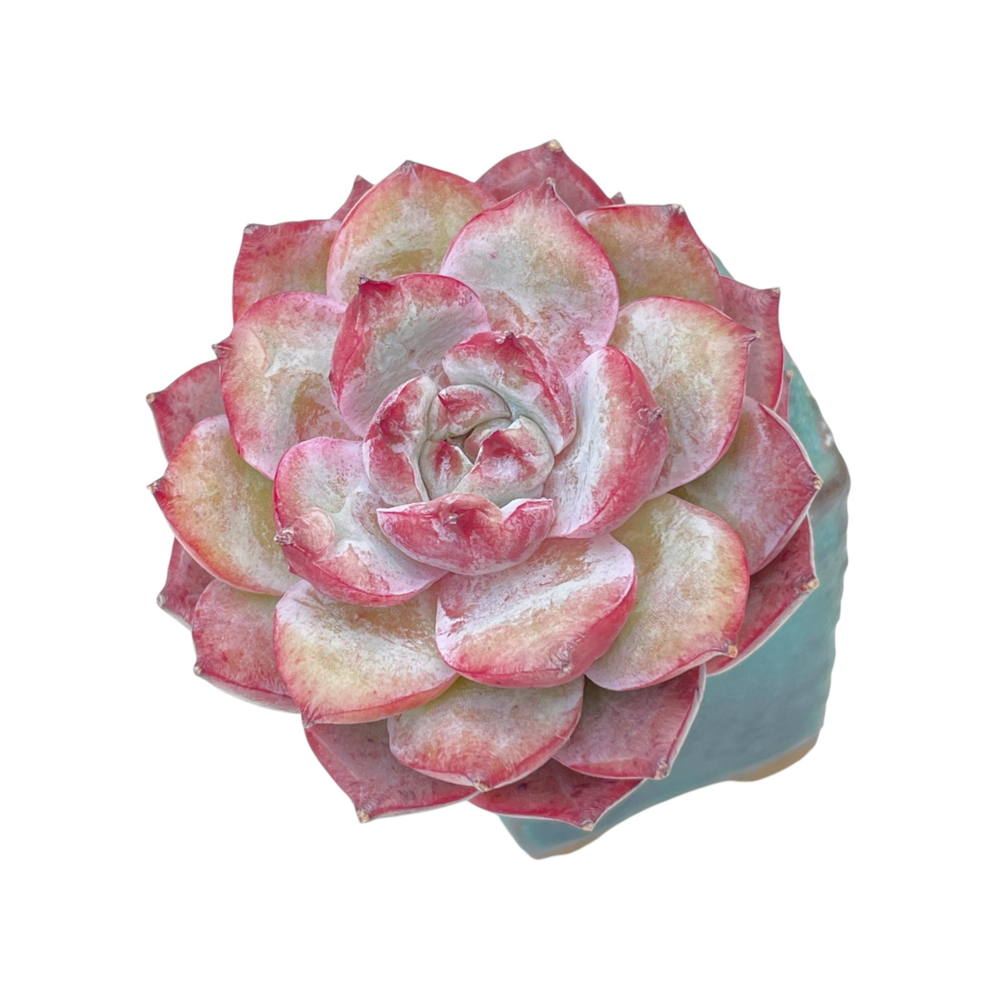 SALE! Echeveria Red Marine