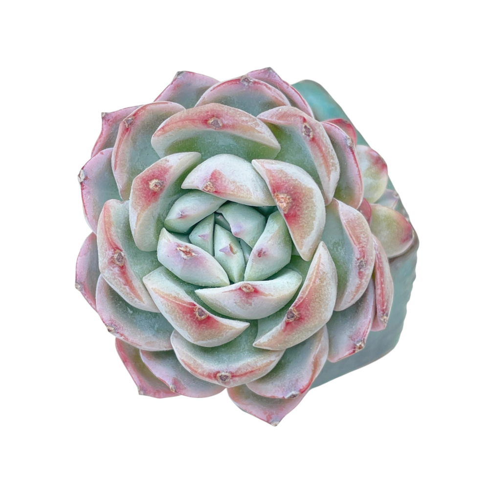 SALE! Echeveria Apink