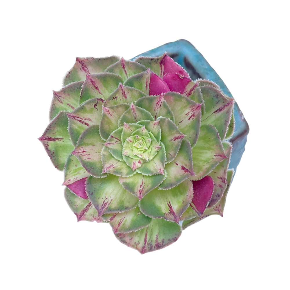 SALE! Aeonium Janus (New Hybrid)