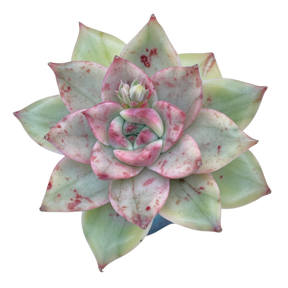 SALE! Echeveria Milk Leopard