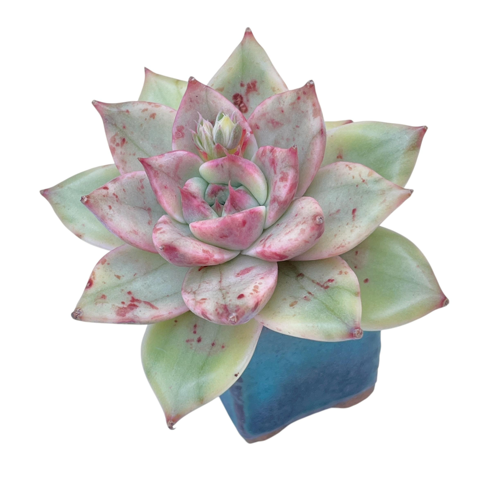 SALE! Echeveria Milk Leopard