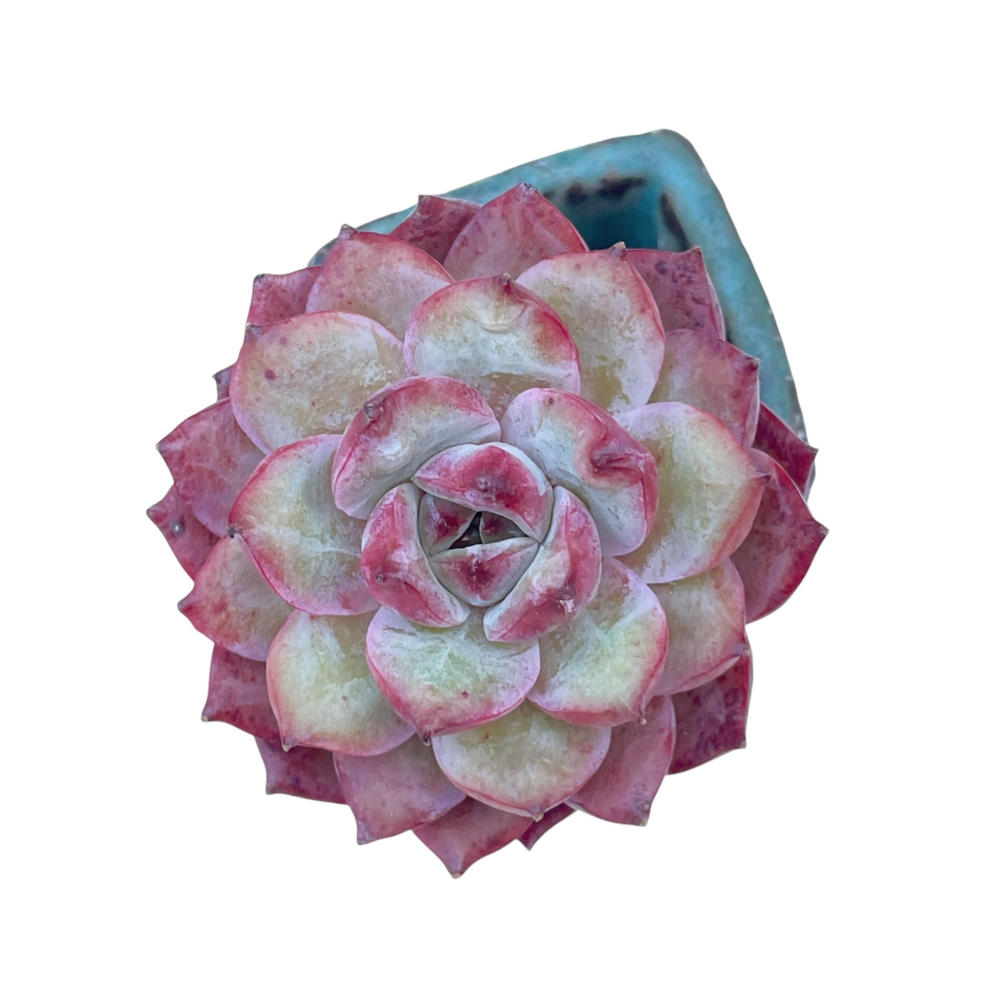 SALE! Echeveria Red Marine