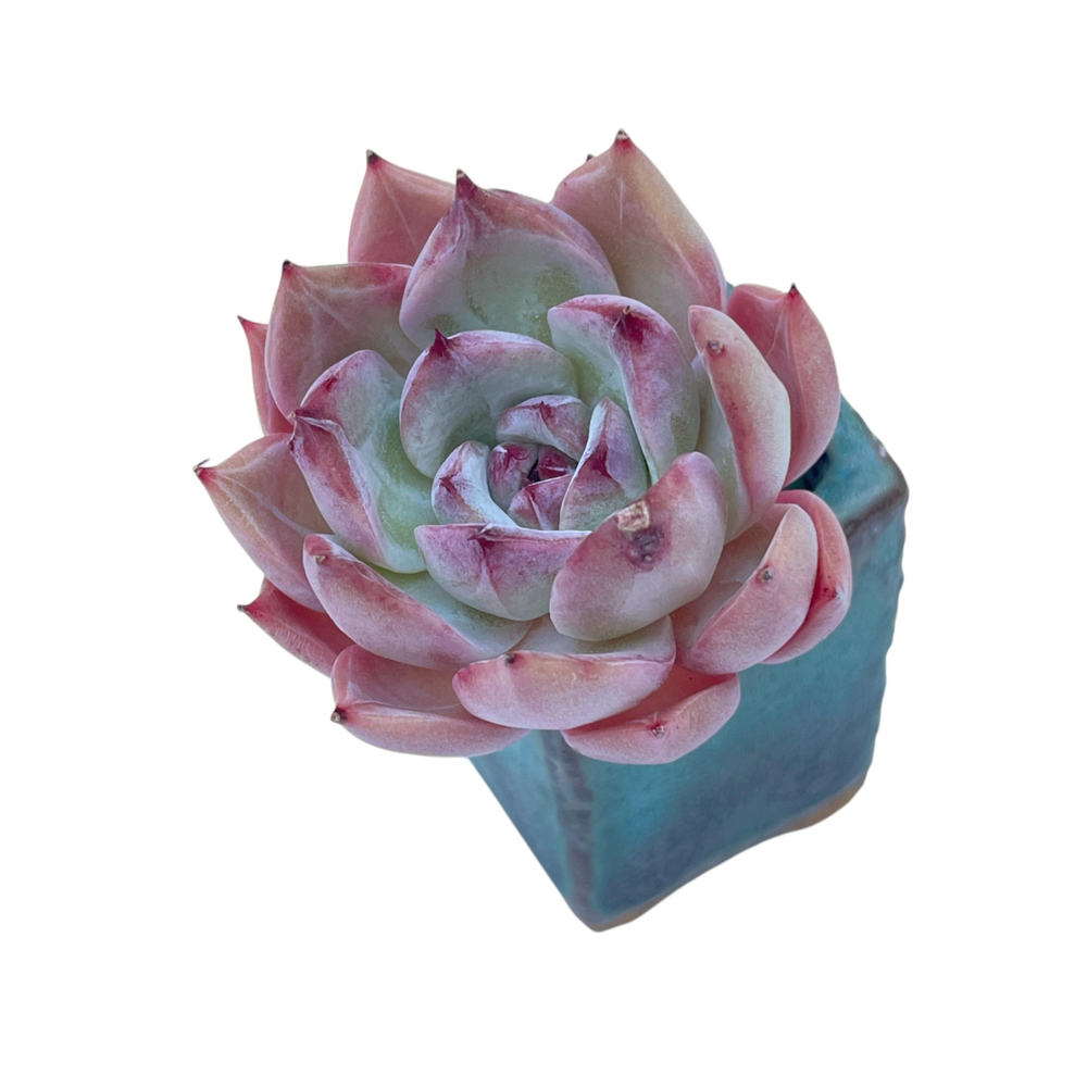 SALE! Echeveria Unknown