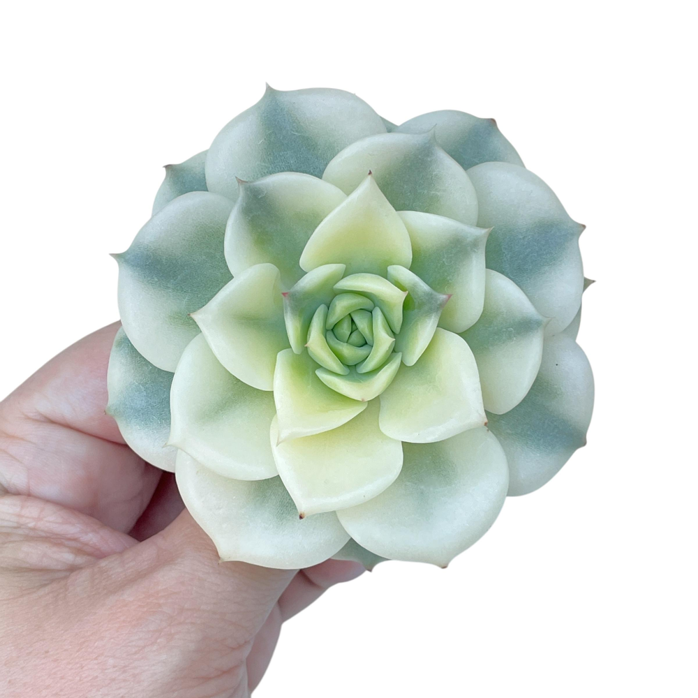 SALE! Echeveria Erica, Variegata