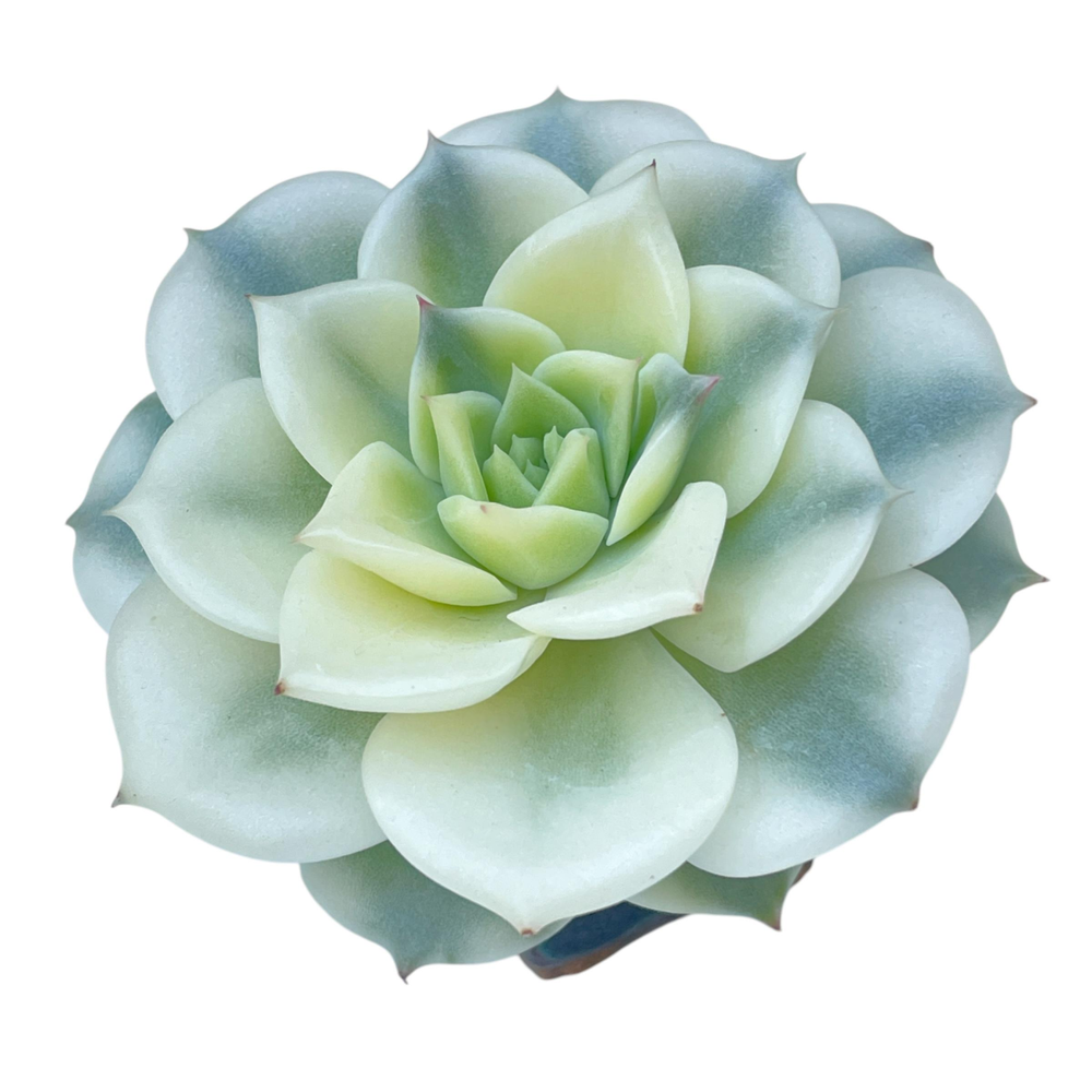 SALE! Echeveria Erica, Variegata
