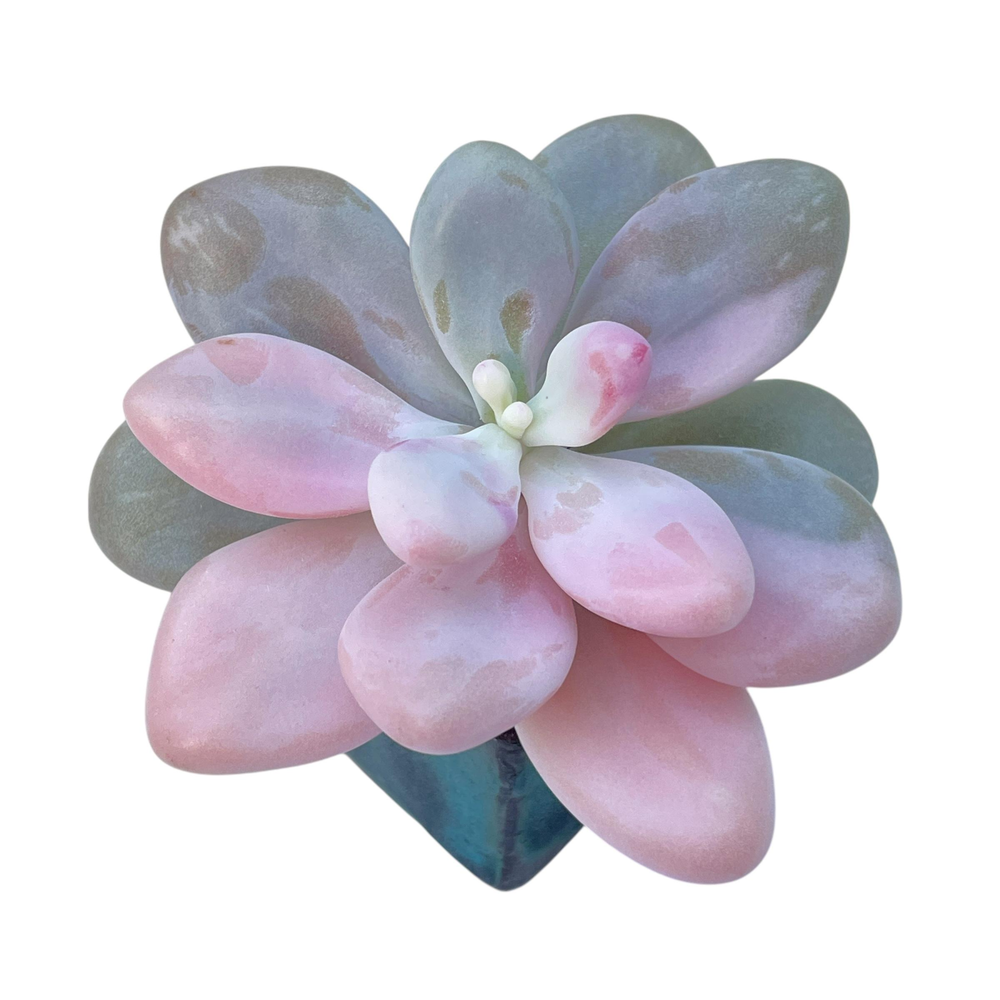 SALE! Graptopetalum Amethystinum, Variegata