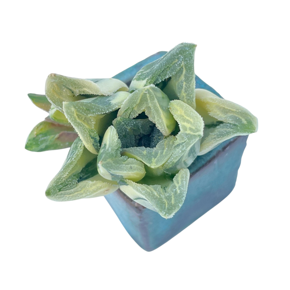 SALE! Haworthia Tiger Pygmaea, Variegata