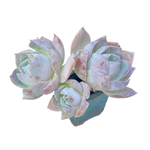 SALE! Sedum Suaveolens
