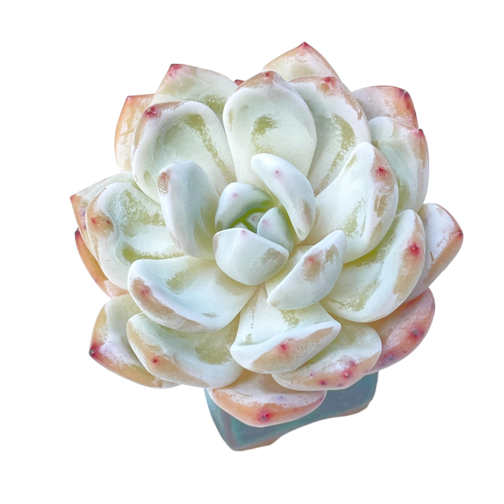 SALE! Echeveria Orange Monroe