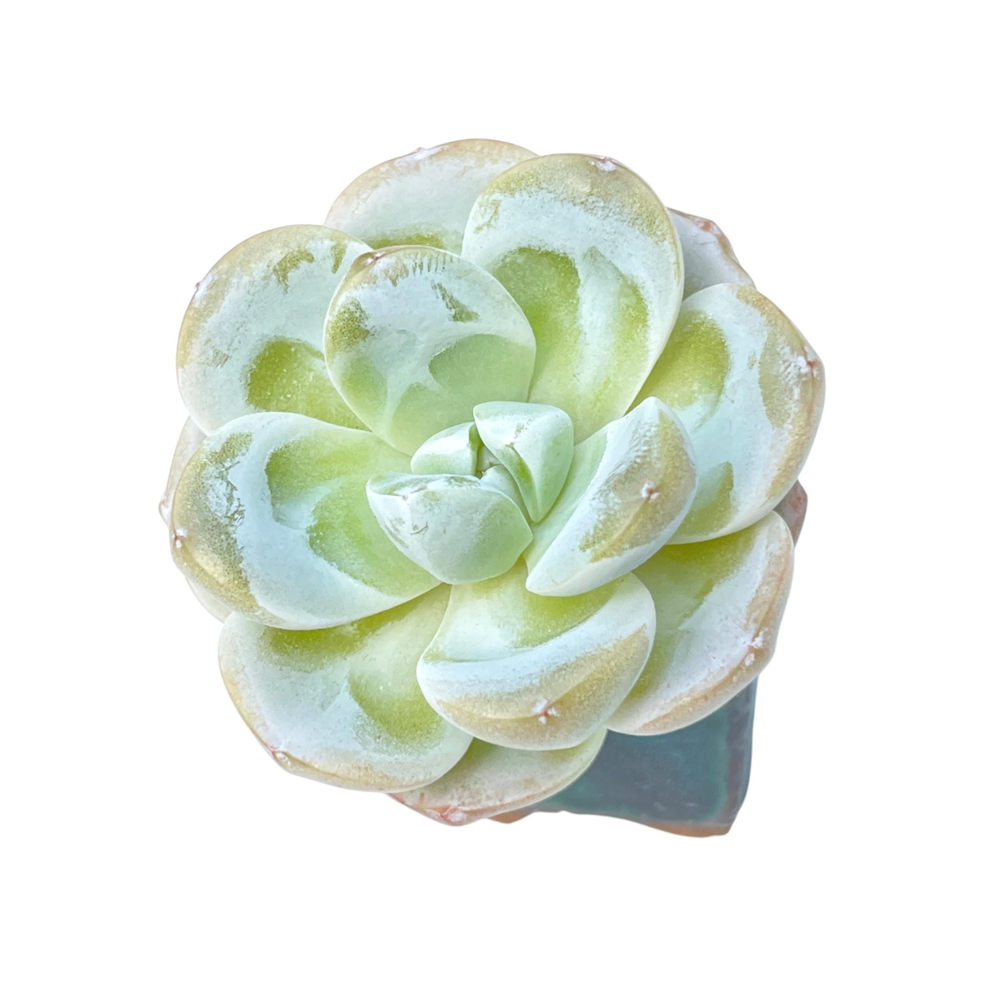 SALE! Echeveria Jade Butterfly
