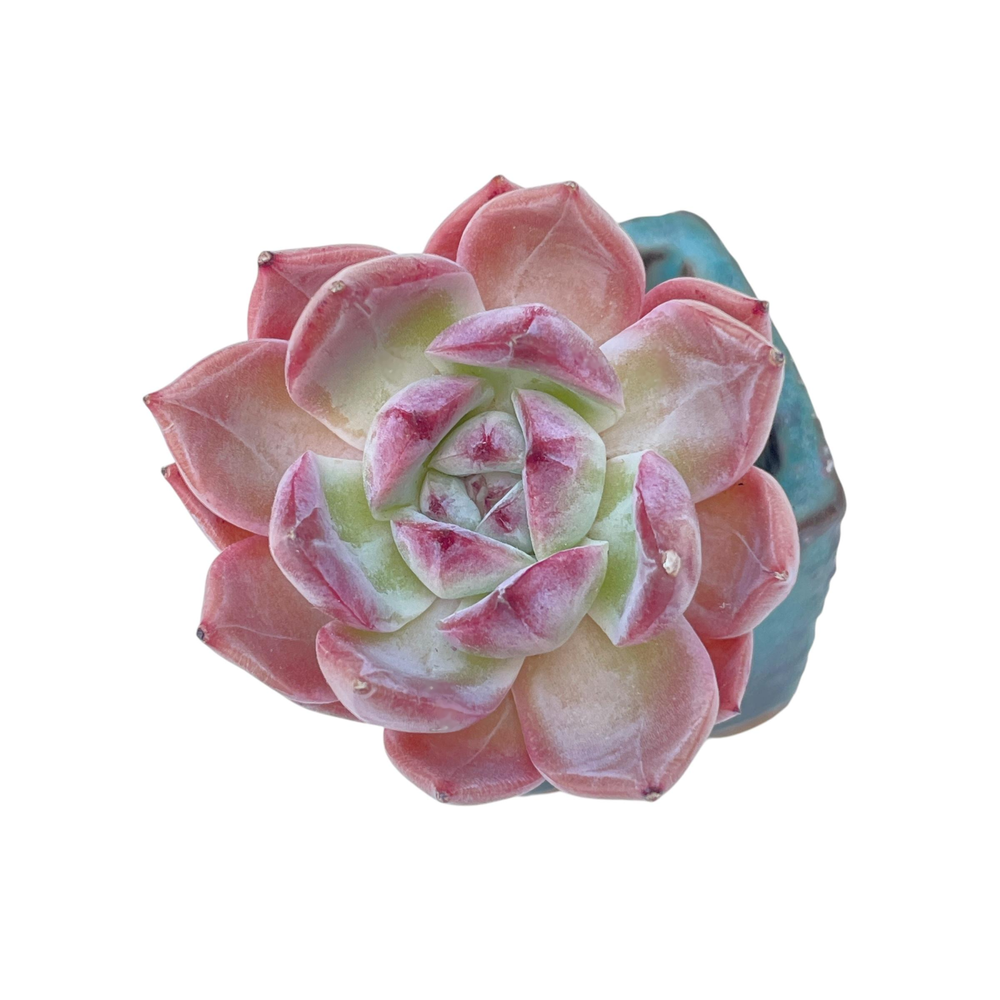 SALE! Echeveria Unknown