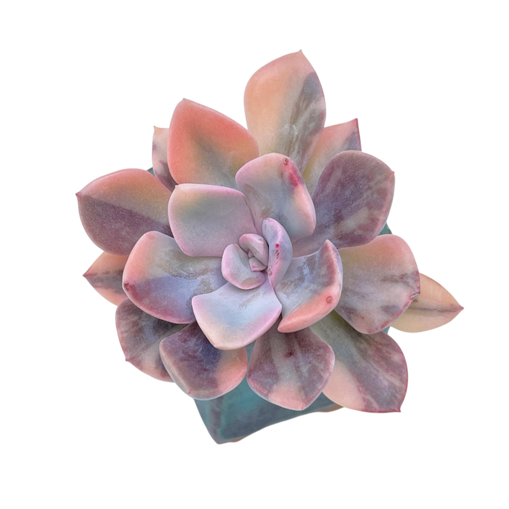 Graptoveria Debbie, Variegata