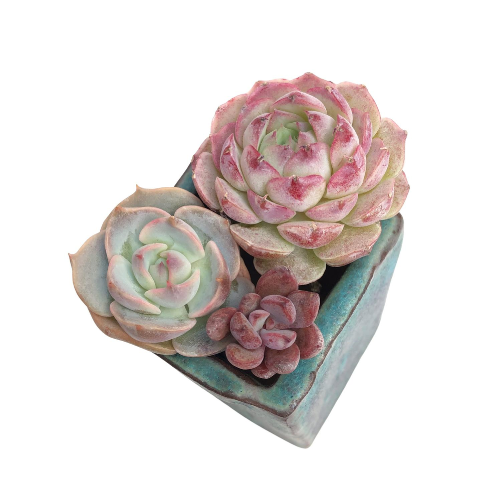 tiny opal succulents Echeveria Dark Opal, Small – Cedar Creek Farmhouse