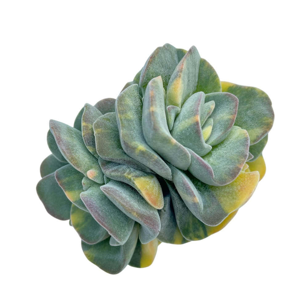 Crassula Violetta, Variegata, Double