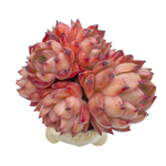 Echeveria Nomad, Large Mature Specimen Cluster