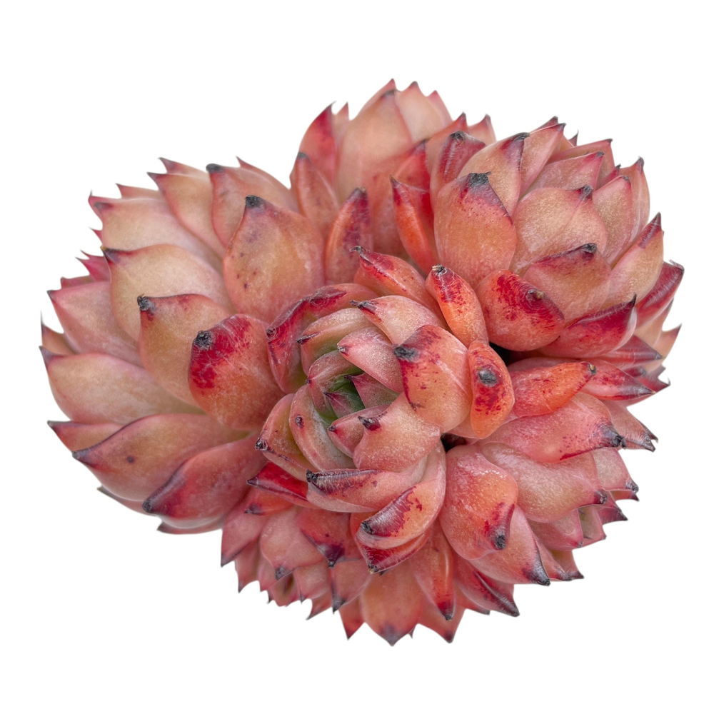 Echeveria Nomad, Large Mature Specimen Cluster